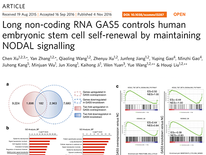 Xu C, et al. Long non-coding rna gas5 control human embryonic stem cell self renewal by maintaining nodal signaling. Nat Commun.?2016 Nov 4;7:13287. (IF=12.124)