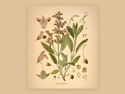 Zhou W , et al. Comprehensive transcriptome profling of Salvia miltiorrhiza for discovery of genes associated with the biosynthesis of tanshinones and phenolic acids. Sci Rep.?2017 Sep 5;7(1):10554.?(IF=4.259)