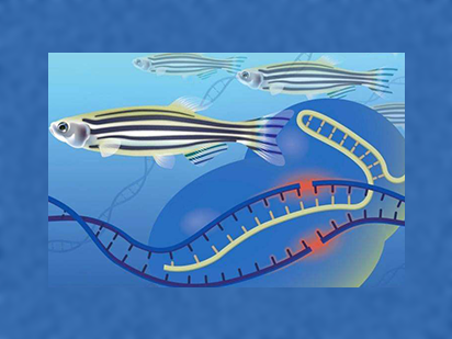 Yue Y, et al. The transcription factor Foxc1a in zebrafish directly regulates expression of nkx2.5, encoding a transcriptional regulator of cardiac progenitor cells. J Biol Chem.?2018 Jan 12;293(2):638-650.(IF=4.17)