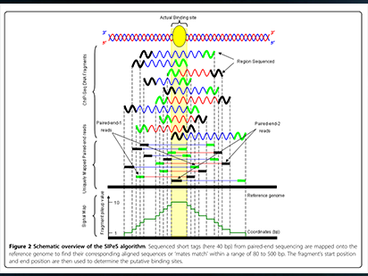 Wang C, et al. An effective approach for identification of in vivo protein-DNA binding sites from paired-end ChIP-Seq data. BMC Bioinformatics.?2010 Feb 9;11:81. (IF=3.024)